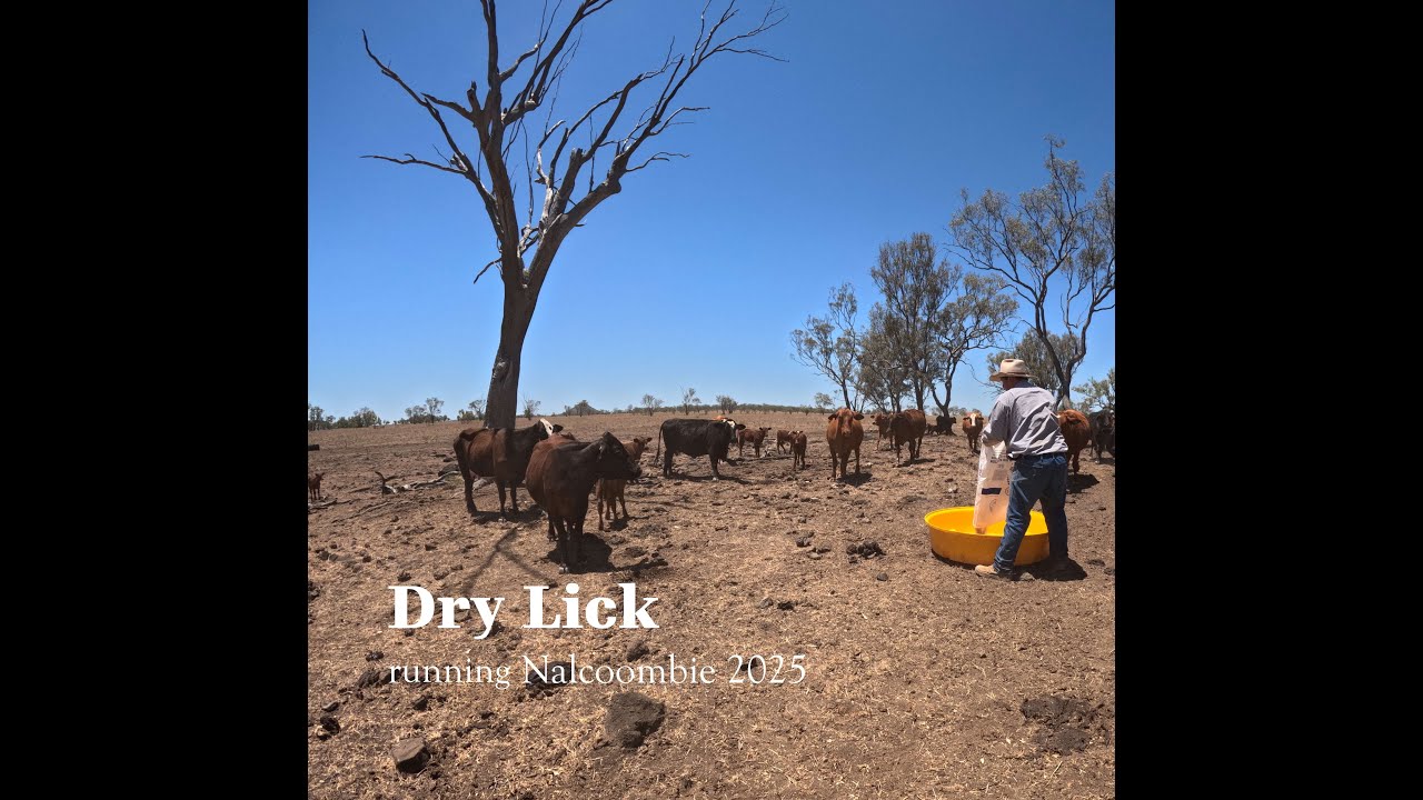 Dry Lick running Nalcoombie 2025