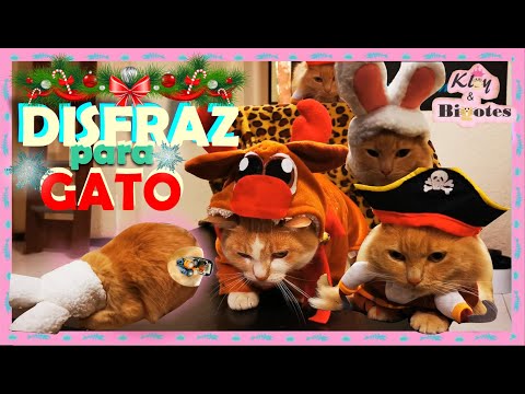 DISFRACES PARÁ GATOS💲 Gorro de Conejo🐰, Disfraz de Pirata⚓☠️y de Rodolfo el Reno🦌 Ropa para Gato