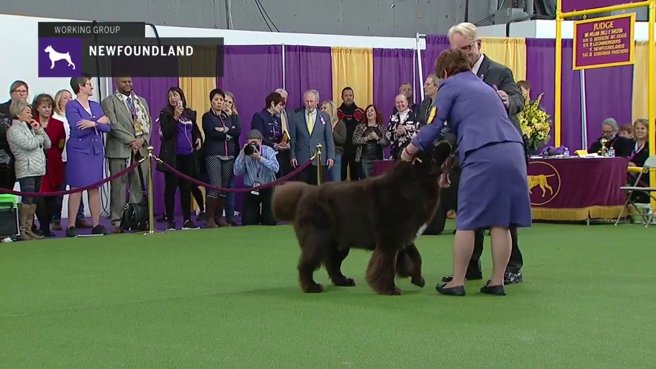 breed judging westminster dog show