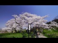 鶴ヶ城と石部桜