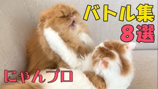[Nyan Pro] 8 funny battle collections #cute cats #many cats