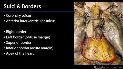 Heart - External Features
