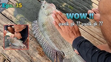 Mancing jatiluhur terbaru - Eps. 35 | Nila babon terbesar yang pernah saya dapatkan @MancingBrew