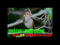 Sikatan Londo Gacor Tembakan Rapat Cocok Untuk Kacer Cucak Ijo Murai Batu Dll Mp3 - Mp4 Download