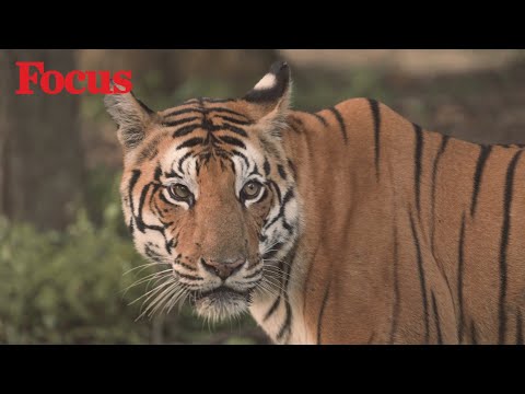 Video: In quale anno è stato istituito il progetto Tiger in India?