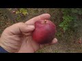 Яблоня сорт зимний Моди( Apple Моdi). Дегустация