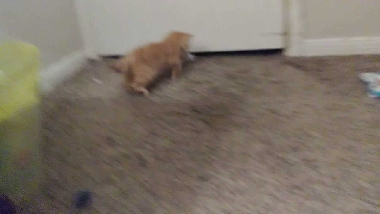 lizard skin grips Kitty soccer!