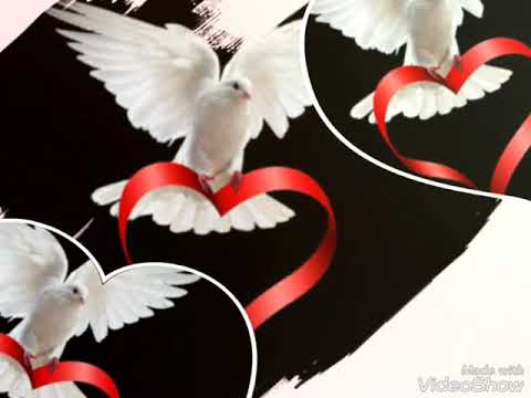 Njiwa Peleka Salam Kwayule Wangu Muhimu Zilipendwa Taarab