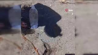 Denizde Yüzerken Yılan Bacağına Dolandı