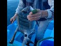 White seabream handline fishing   pesca sargo linha na mo   