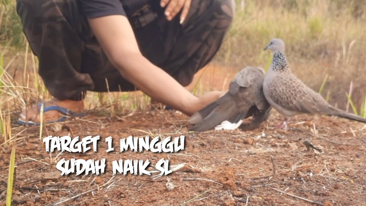 MERATUS MENGUKU BL YANG D SUKAI PEMIKAT - YouTube