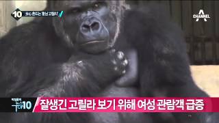 일본 열도 여심 흔드는 ‘잘생긴 고릴라’_채널A_뉴스TOP10