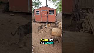 Wolves Don't Mess With Wolves #trending