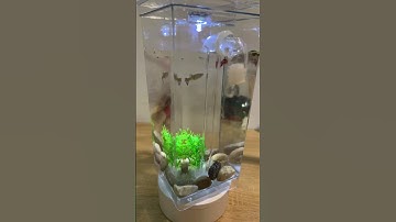 |Vlogพาเที่ยว| ตู้ปลาเปลี่ยนน้ำง่าย ชีวิตดี๊ดี ~ Miilin Lifestyle