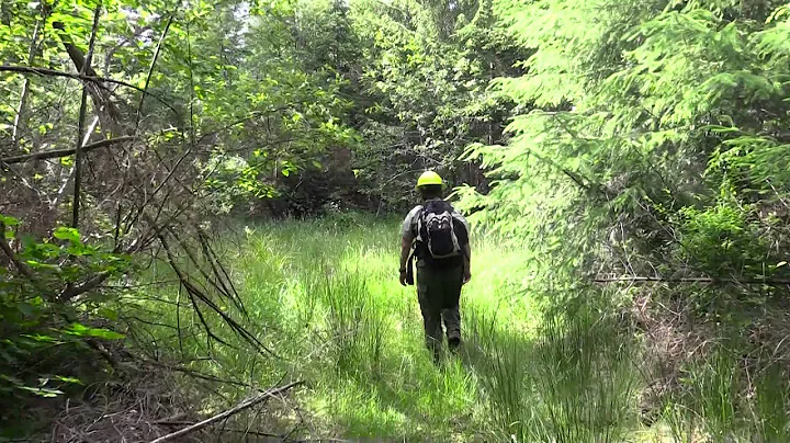 Roosevelt Elk habitat enhancement & remote camera monitoring - DayDayNews