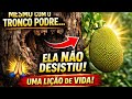 Mesmo com o tronco PODRE, ela não desistiu… 🌱 Essa jaca vai te dar uma lição de vida!