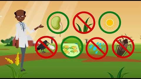 The story of aflatoxin and the effective solution, aflasafe!