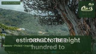 This Tree Bleeds Red and Lives for 1,000 Years — Dragon Tree (Dracaena draco) This Tree Bleeds Red and Lives for 1,000 Years — Dragon Tree (Dracaena draco)