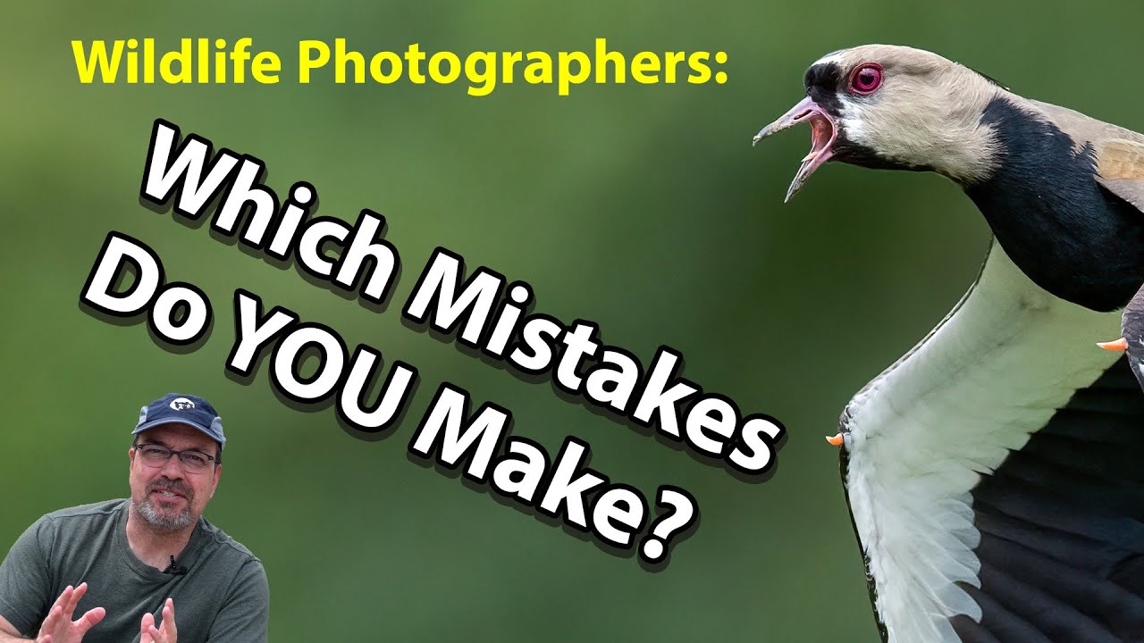 6 Wildlife Photography Mistakes EVERYONE Makes! (OK, almost everyone