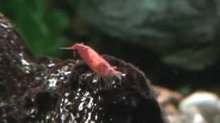 Download Lagu Red Cherry Shrimp - Rød kirsebær reje MP3