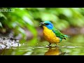 🔴 24/7 LIVE: Calm Piano &amp; Spring Nature 🎹 Stress Relief Music for Anxiety