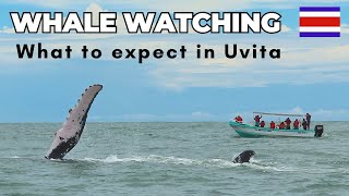 Whale Watching in Uvita, Costa Rica