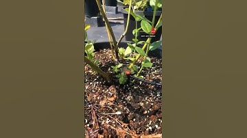 Béc phun mưa que cắm trong chậu tầm phun 360 giá rẻ phun tròn điều #becphunmua #bec360