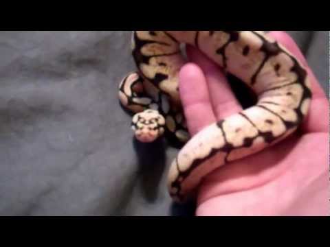 my ball python morphs