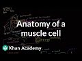 Anatomy of a skeletal muscle cell | Muscular-skeletal system physiology | NCLEX-RN | Khan Academy