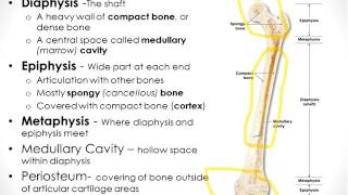 Test 2 material for bio 207 with dr. granier at stlcc meramec campus
this is on overview of cells within oseous tissue, compact vs spongy
bone, long bone ana...