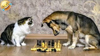 Funny Dogs And Cats Videos 2024   Best Funniest Animal Videos Of The week