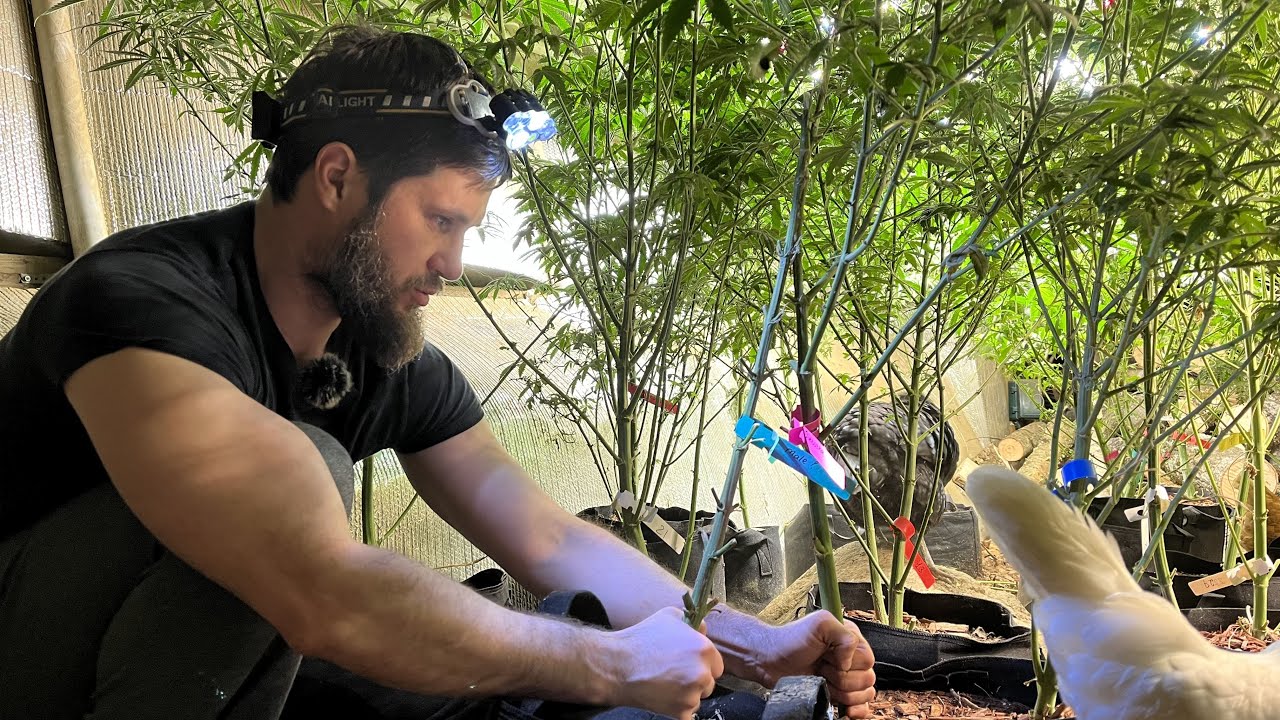 Два корня-одно растение или КАК УВЕЛИЧИТЬ И УСКОРИТЬ УРОЖАЙ. - YouTube