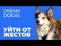 Уйти от жестов 🐶 Научить собаку выполнять команды без подсказки 🐕 Отучить щенка делать все по руке 🐩