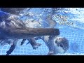 Otters in The Pool Are So Comical and Funny. [Otter life Day 701]