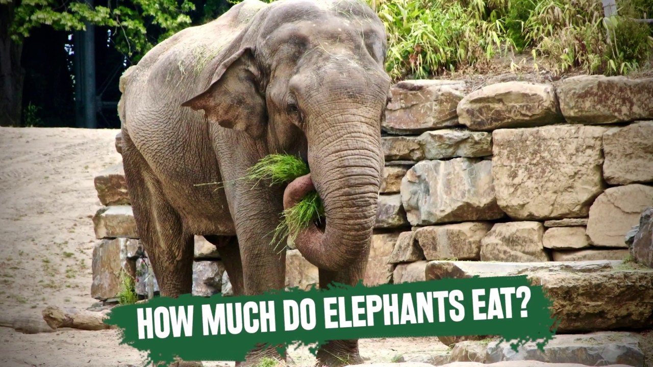 What Do Elephants Eat? And Amount of Food Consumed by ...