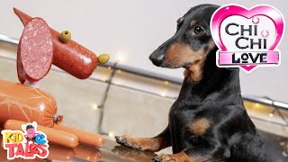 all about dachshunds chichi love