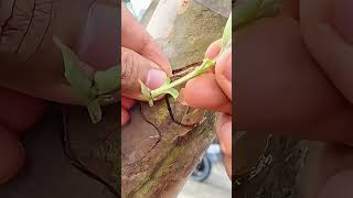 The Art of Precision: Mastering the Bud Grafting Technique🌿#BudGrafting#GardenTips #PlantPropagation