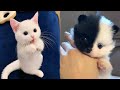 Funniest Puppies & Kitten 🐧 - Best Of The 2020 Funny Dog and Cat Videos Compilation 😁 #1