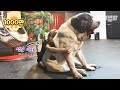 트릭아트 박물관가서 찍은 거 아니고요 진짜 실사임 ㅣ  This Super Giant Dog Is Taller Than You *LIT*