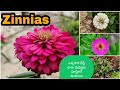 How to grow Zinnias from seeds easily |