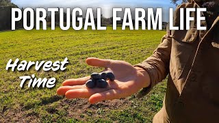 Olive Harvest on our Portuguese Farm | PORTUGAL FARM LIFE