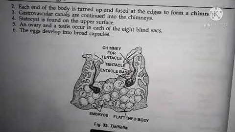 tjalfiella classification, habitat and comments zoology practical bsc1 best handwritten study notes
