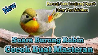 Sound . Suara Pikat Burung Robin Full Gacor . Masteran Burung Robin . 🔊