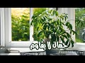 نبات الشفليرا schefflera تكاثره والعناية به  قناة تكنومكس م شريف فاروق