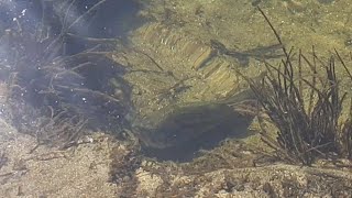 Strange Fish at the River