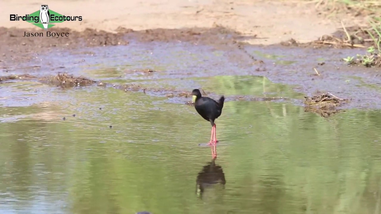 Black Crake, Sub-Saharan Africa 