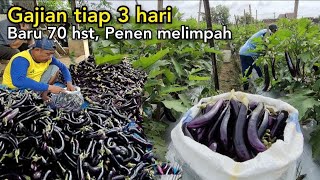 Panen Terong Baru 7 Kali Sudah Dapat 7 Ton Di Umur 70 Hst