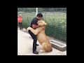 Lion sees his adoptive dad after 8 years..