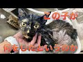 【75】卑劣極まりない行為!全身にペンキを塗られた優しい猫2匹を保護。動物虐待は絶対に許さない。