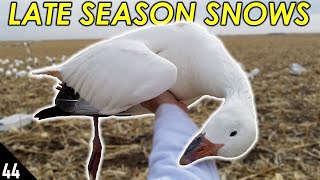 Late Season Snows | Nebraska Snow Goose Hunting 2020